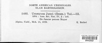 Uromyces junci image